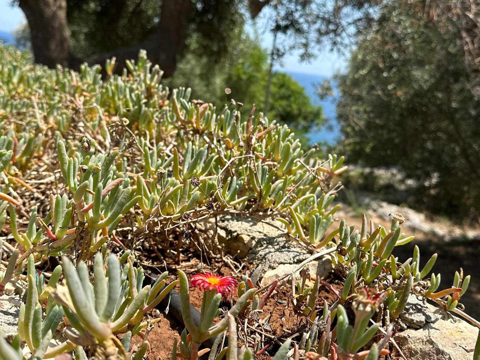 Villetta Dagre Fronte Mare Marittima Eksteriør bilde